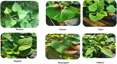 An Evaluation of Phenolic Compounds, Carotenoids, and Antioxidant Properties in Leaves of South African Cultivars, Peruvian 199062.1 and USA's Beauregard